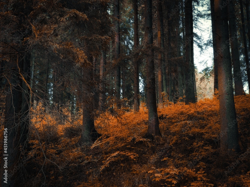 Obraz premium Magical autumn forest with sunshine in the morning. Fabulous place. Beautiful orange forest. Fall colors in the woods.