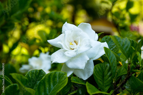 Εκτύπωση καμβά White gardenia flower on bush close up