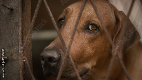 Sad and lonely expression of the ridgeback dog's face close up photograph, dog in a cage looking at the camera through the iron cage fence.