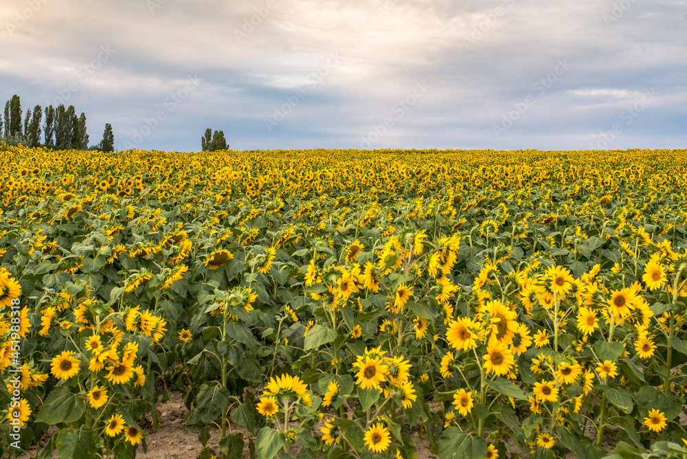 Fototapeta premium Sunflower field as far as the eye can see