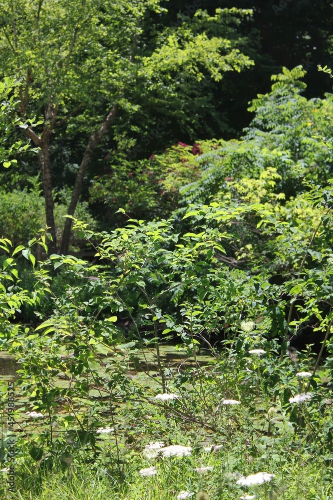 Sunny summer meadow with lots of green plants. Sunny summer meadow with lots of green plants.