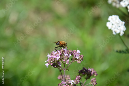 pszczoła, lato, kwiaty, owad