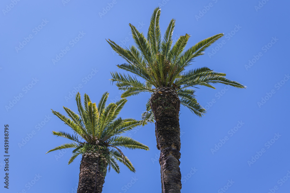 Palm trees in gardens of Achilleion Palace also called Sisi palace in Gastouri on a Corfu Island, Greece Palm trees in gardens of Achilleion Palace also called Sisi palace in Gastouri on a Corfu Island, Greece