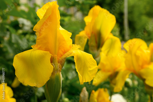 Beautiful yellow iris against green garden background 
