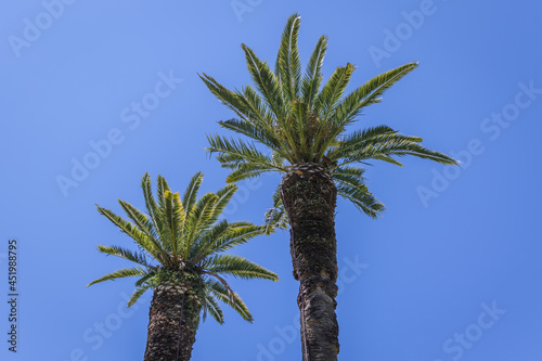 Palm trees in gardens of Achilleion Palace also called Sisi palace in Gastouri on a Corfu Island  Greece