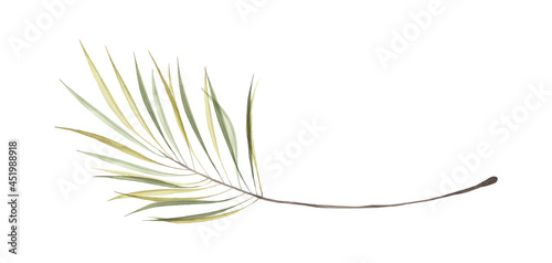Watercolor art green palm leaves isolated on white background