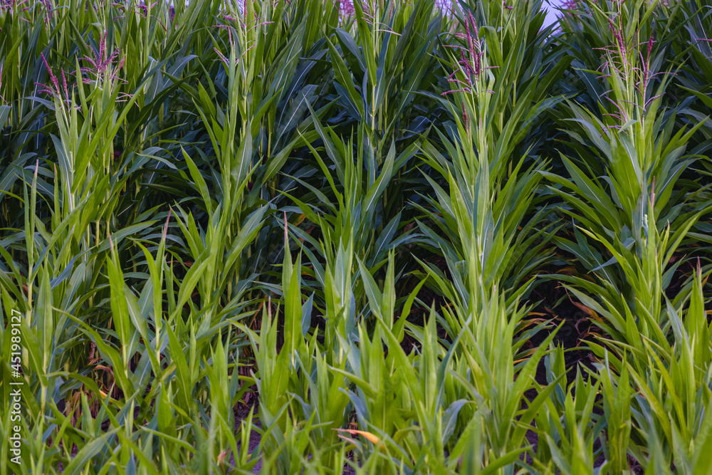Close up on a corns on a field in a village in Masovia region of Poland Close up on a corns on a field in a village in Masovia region of Poland