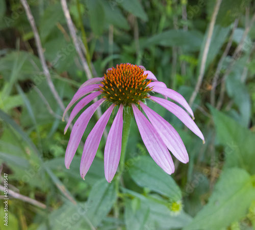 Coneflower in Bloom