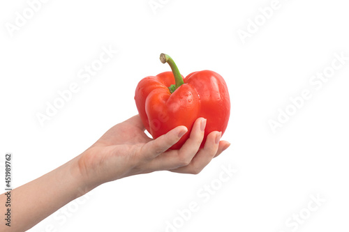 Red sweet bell pepper in hand isolated on a white background. Woman holding bulgarian pepper. Healthy food and ingredients concept photo