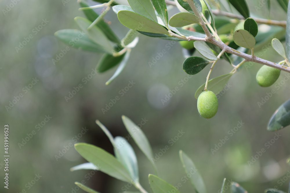 Fototapeta premium Sirmione Italy August 2021 green olives hanging from the olive tree in the grove in beautiful Mediterranean weather 