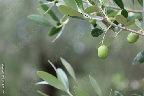 Sirmione Italy August 2021 green olives hanging from the olive tree in the grove in beautiful Mediterranean weather 