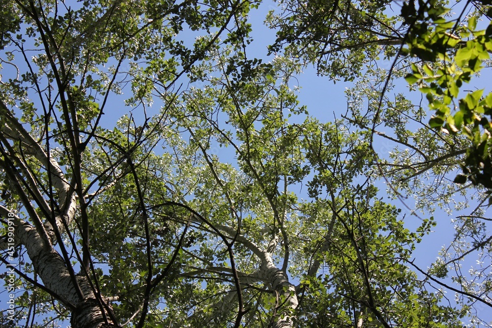 Obraz premium leaves against blue sky