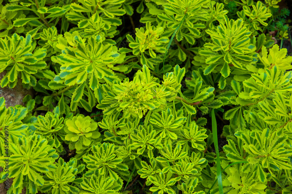 Beautiful plants grow in a flower bed