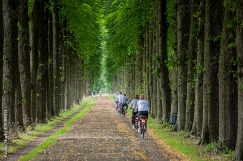 Wallpaper Mural fahrrad Wanderung weg wald  baum Torontodigital.ca