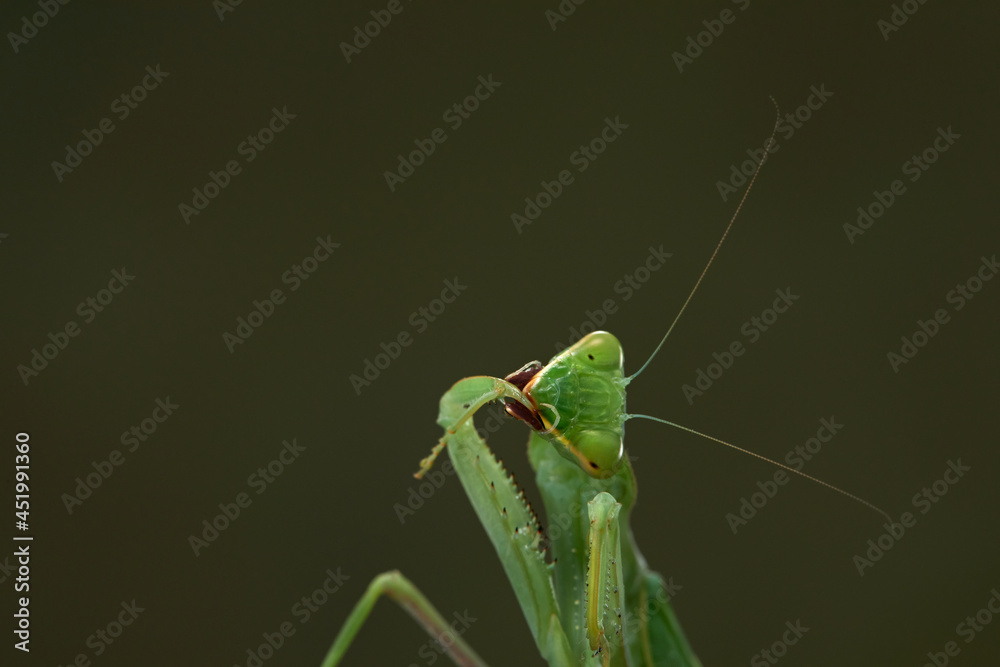 Praying mantis on a green background. The insect hunts, eat. Praying mantis on a green background. The insect hunts, eat.