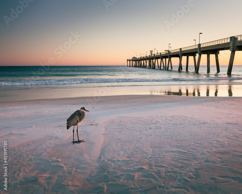 Lone Bird on Beach