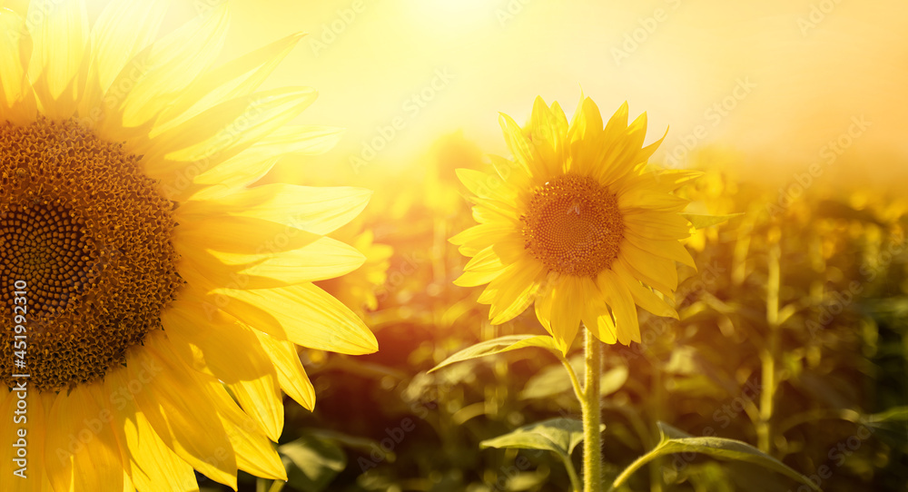 słoneczniki kwiaty w promieniach słońca - obrazy, fototapety, plakaty 