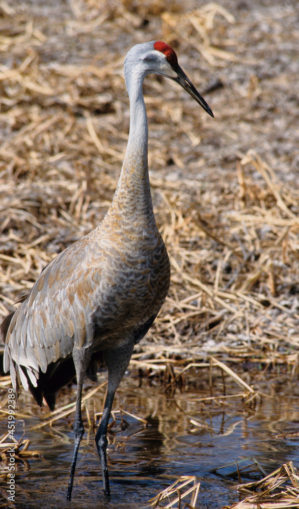 Fototapeta premium Sandhill crane along a river