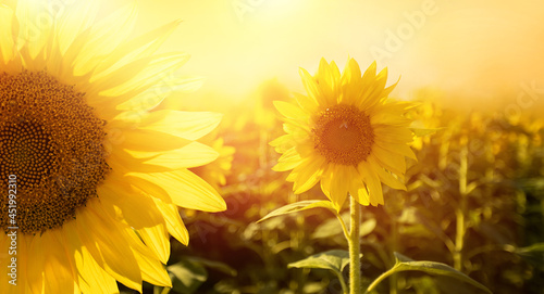 słoneczniki kwiaty w promieniach słońca