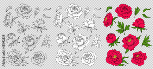 Set of outline, black and white, colored peonies in vintage style. Retro illustration of flower design elements. Vector isolate drawing isolated on imitation transparent background