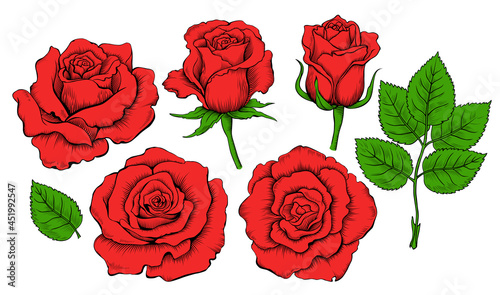 Colored hand drawing set of roses. Engraving elements of rose flowers. Vector illustration isolated on the white background