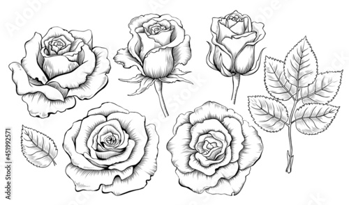 Hand drawing set of roses. Engraving elements of rose flowers. Vector illustration isolated on the white background photo