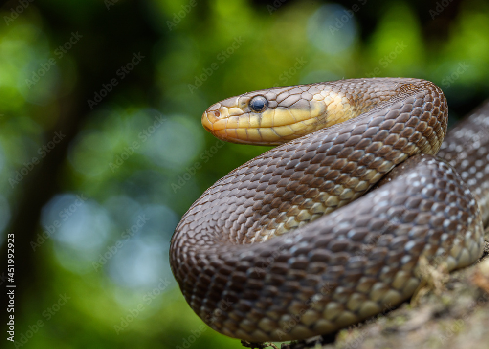 portrait of Aesculapian snake (Zamenis longissimus) portrait of Aesculapian snake (Zamenis longissimus)