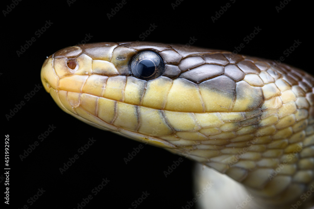 close up Portrait of Aesculapian snake (Zamenis longissimus) close up Portrait of Aesculapian snake (Zamenis longissimus)