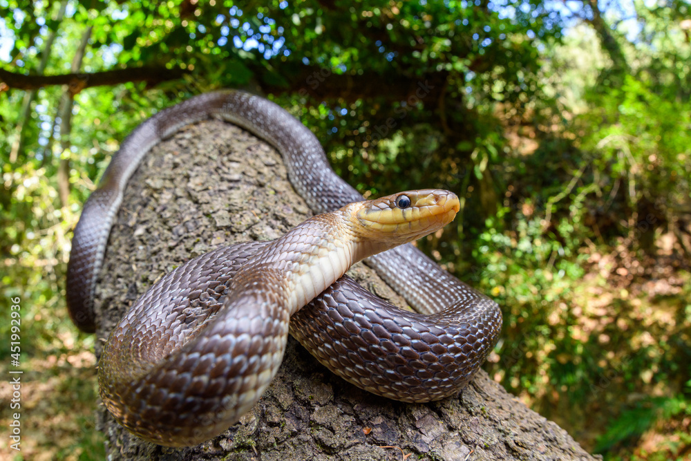 Wide angle of Aesculapian snake (Zamenis longissimus) Wide angle of Aesculapian snake (Zamenis longissimus)