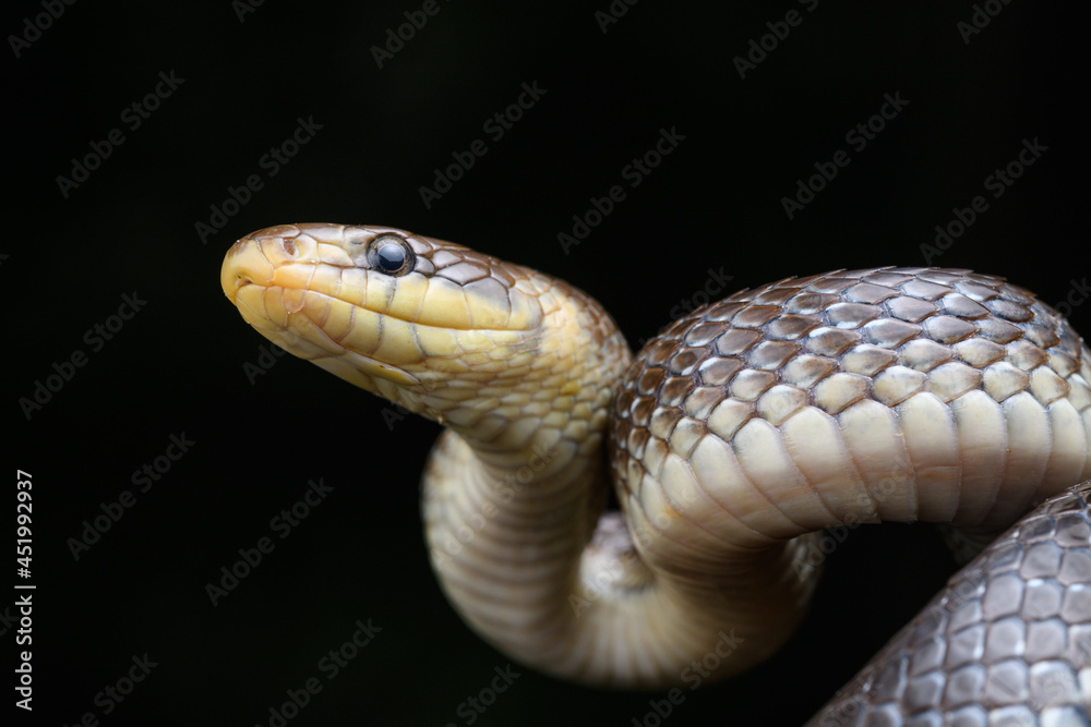 Portrait of Aesculapian snake (Zamenis longissimus) Portrait of Aesculapian snake (Zamenis longissimus)