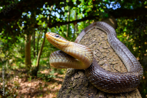 Wide angle of Aesculapian snake (Zamenis longissimus) photo