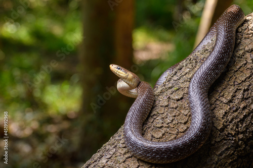 portrait of Aesculapian snake (Zamenis longissimus) photo