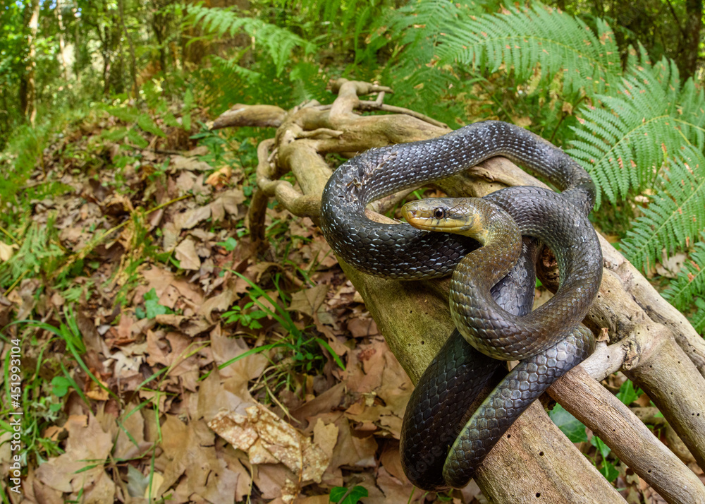 Wide angle of Aesculapian snake (Zamenis longissimus) Wide angle of Aesculapian snake (Zamenis longissimus)