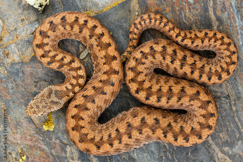 Orange Asp viper (Vipera aspis zinnikeri) cenital shot photo