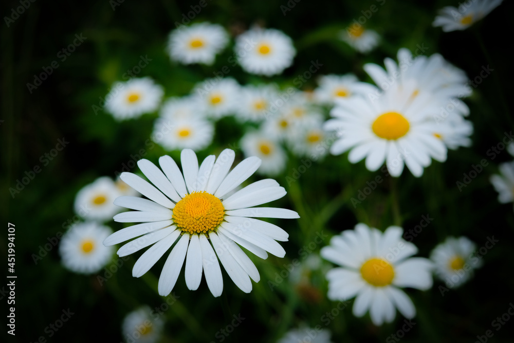 Fototapeta premium Bright daisy flowers against dark background