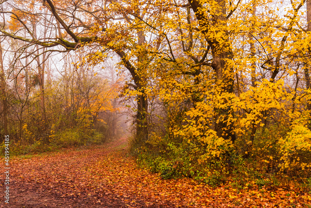 Weg in einem Herbstwald