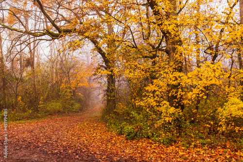 Weg in einem Herbstwald © Marcus
