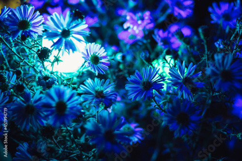 Blue flowers on a dark background.
