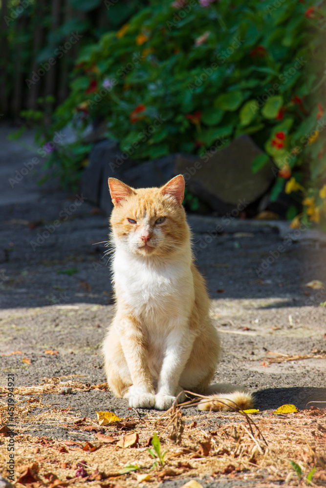 cat in the park. street cat white yellow color. White-yellow cat sitting in the yard. Cat robber with a black eye. One-eyed cat sitting in the yard. Red cat hut watching. cat in the park. street cat white yellow color. White-yellow cat sitting in the yard. Cat robber with a black eye. One-eyed cat sitting in the yard. Red cat hut watching.
