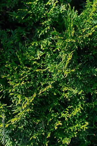 Thuja Coniferous flat branches of bright green color with soft needles  in the light of the sun in summer  close-up