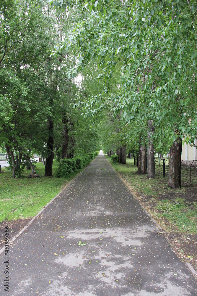 Fototapeta premium alley in the park