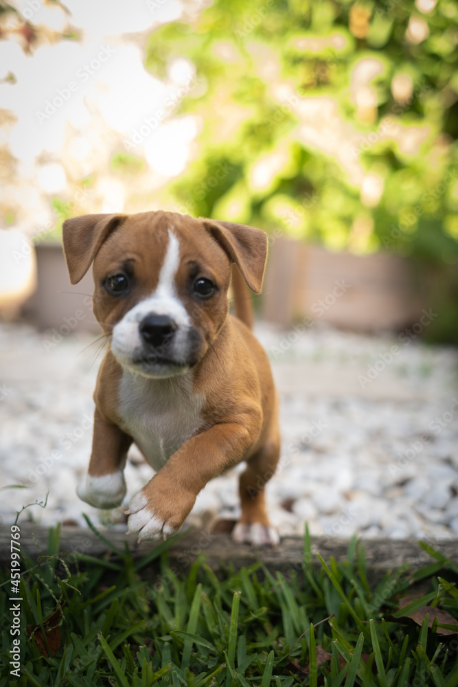 english staffordshire