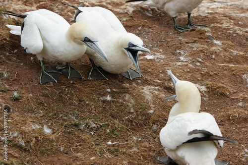 Gannets fighting and screaming on Helgoland