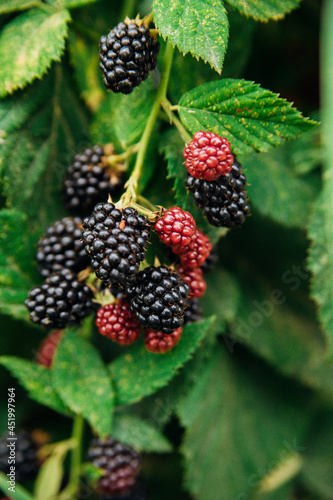 Fresh blackberries in the garden. A bunch of ripe blackberry fruits on a branch with green leaves.Natural background.