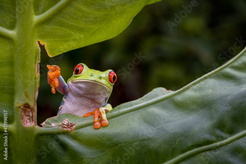 Foto Red Eye tree frog slowly moving across the tree branch