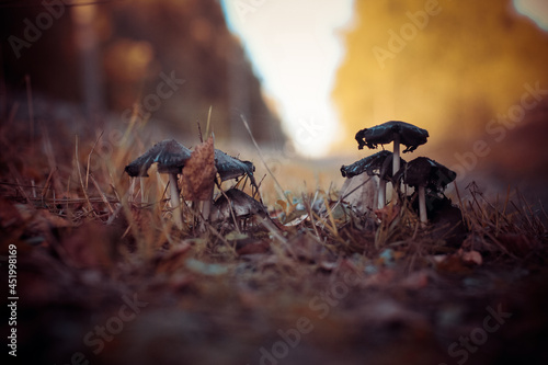 Poisonous mushrooms in the autumn forest. 