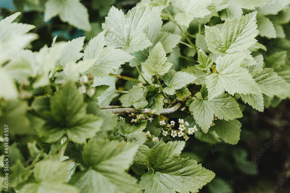 White currant flowers in spring. White currant flowers in spring.