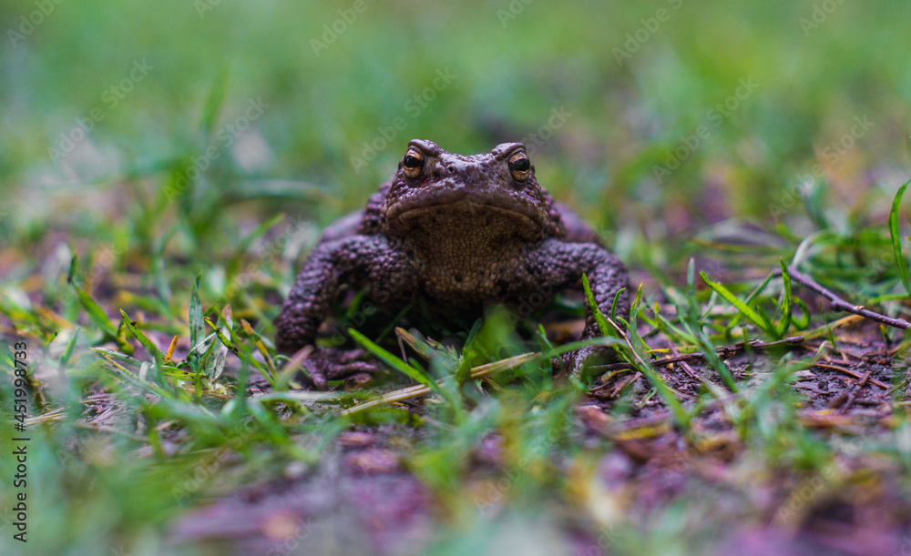 Obraz premium Kröte von vorne