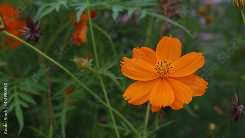 Yellow Cosmos flower blooming in the field. Sulfur cosmos with nature garden background
