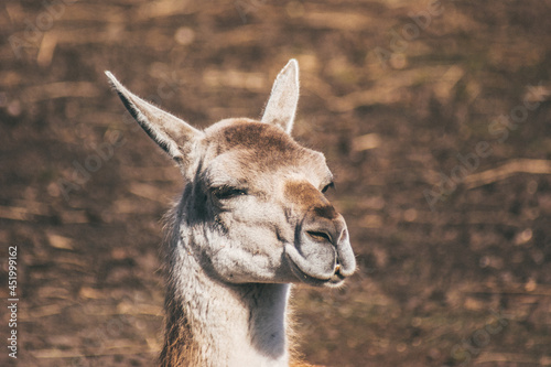 A portrait of a guanaco is a cloven-hoofed mammal from the camel family, the genus of llamas.